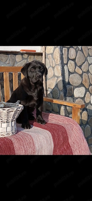 Labrador retriever