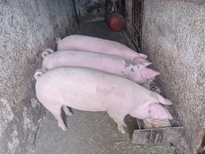 vând ce se vede în poza