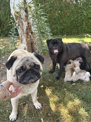 Pui Pug (mops)  - imagine 5