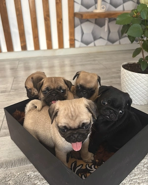 Pui Pug (mops)  - imagine 2