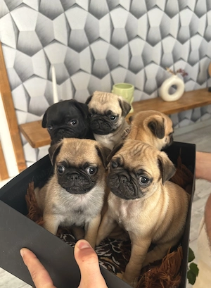 Pui Pug (mops) 
