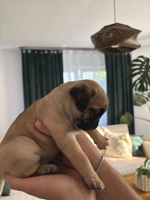 Pui Pug (mops)  - imagine 4
