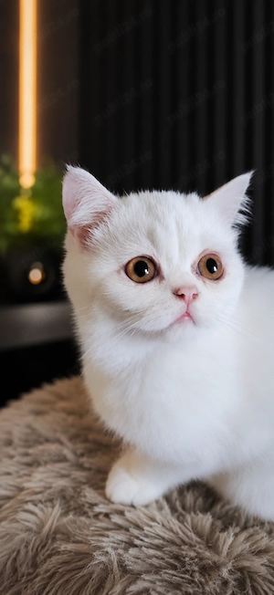 British shorthair alb 3 luni superb