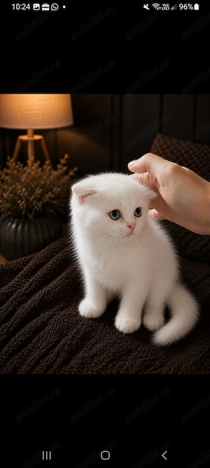 British shorthair alb 3 luni superb - imagine 3