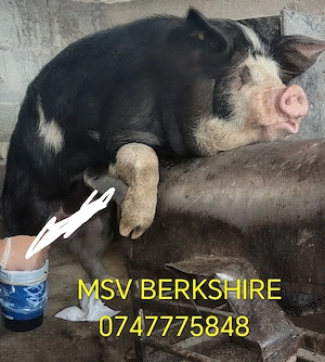 Material seminal de vier Duroc Pietrain Bazna Landrace Marele Alb mangalita