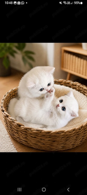 British shorthair alb 3 luni superb - imagine 4