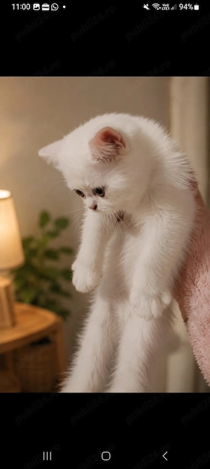 British shorthair alb 3 luni superb - imagine 5