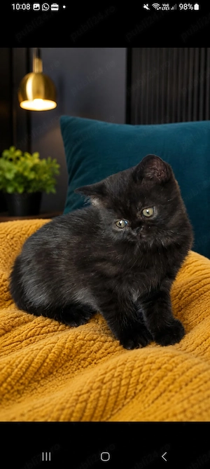 Motănel british shorthair negru 3 luni - imagine 2