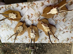 Coarne de vânzare,ornament tradițional 