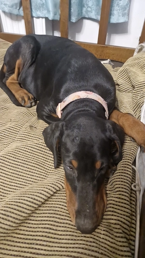 Pui doberman cauta stapan