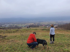 Teren deosebit 11.000 mp + livadă de nuci | Pârscov   Măgura, Buzău | ideal pensiune   glamping - imagine 3