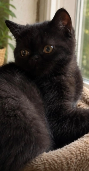 Motănel persan exotic shorthair Bagheera 3 luni jucăuș tare - imagine 3