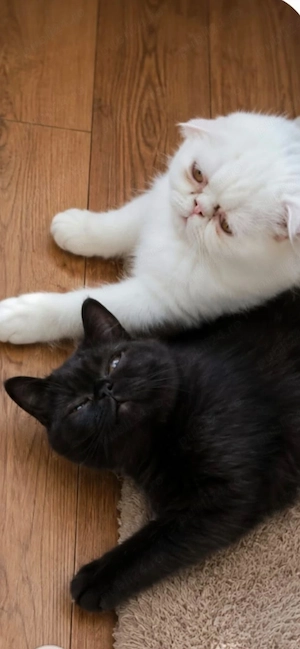 Motănel persan exotic shorthair Bagheera 3 luni jucăuș tare - imagine 2