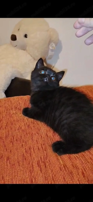 Motănel persan Bagheera exotic 3 luni jucăuș tare