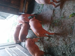 Purcei rasa duroc + pietrean