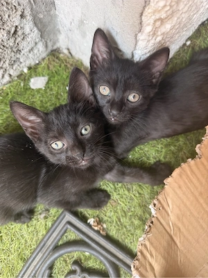 Pui Pisica Adoptie - imagine 4
