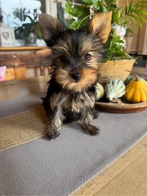 yorksire terrier