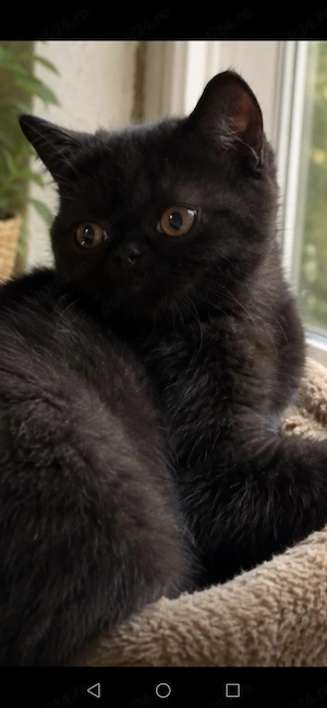 Motănel british shorthair negru 3 luni - imagine 4