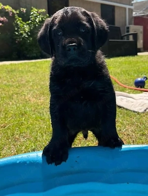 Labrador Retriever 