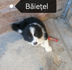 Puiuți Border Collie 