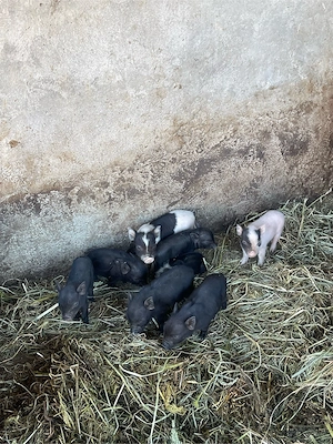 vand porci purcei vietnamezi