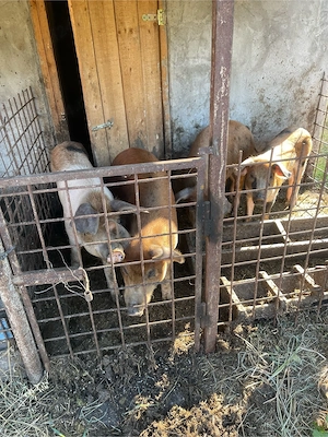 vand porci duroc metis - imagine 3