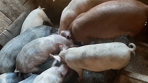 Vand porci de 4 si 5 luni- 13 bucati___5000lei 