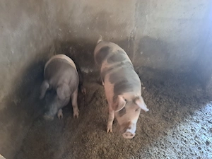 Porci de Vanzare 