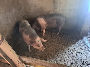 Porci de Vanzare  - imagine 2