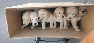 Puii Golden retriever 