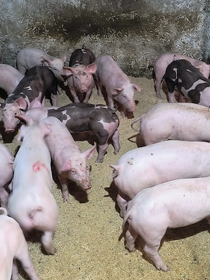 Purcei de vânzare! 
