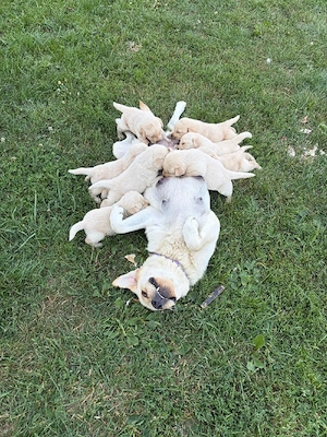 căței labrador rasa pură  - imagine 5