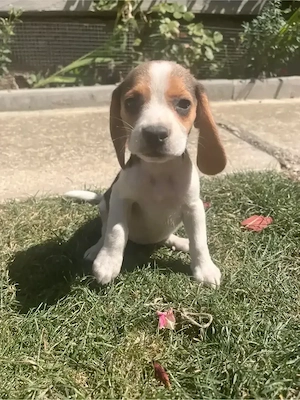 Căței beagle 