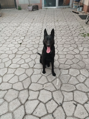 ciobanesc belgian malinoa negru - imagine 2