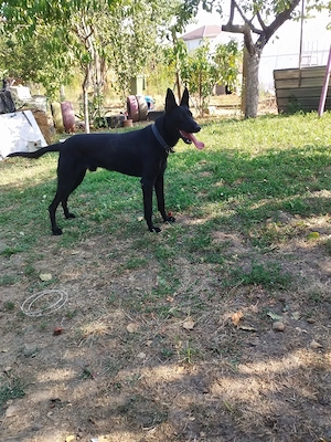 ciobanesc belgian malinoa negru - imagine 3