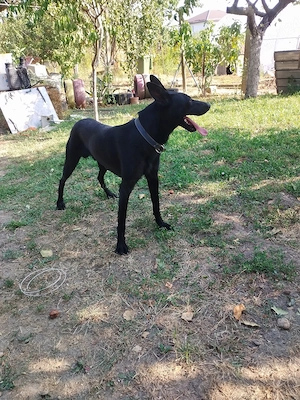 ciobanesc belgian malinoa negru - imagine 5