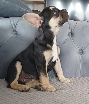 Pui de bulldog francez de rasă pură.