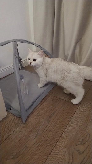 British Shorthair gold lilac  - imagine 3