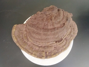 Vând ciupercă ganoderma applanatum