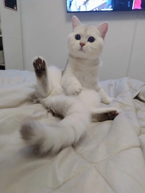British shorthair 