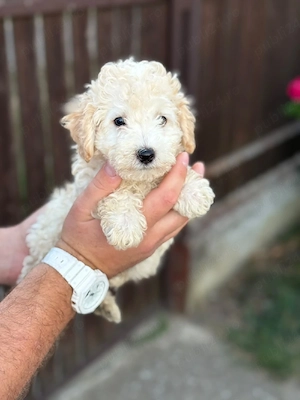 maltipoo toy  baieteii