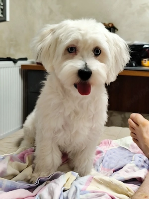 Bichon Maltez 