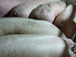 porci de carne  - imagine 4