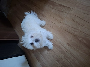 Cățeluș bichon maltez