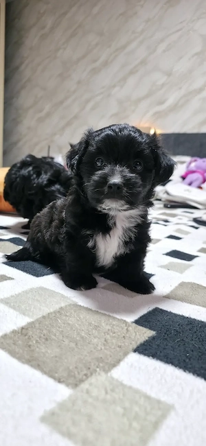 Vând bichon.                                           