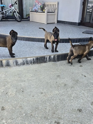 pui malinois - imagine 4