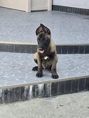 pui malinois