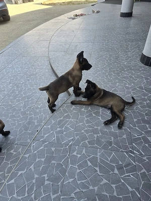 pui malinois - imagine 5