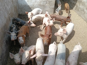 Porci de vanzare ...