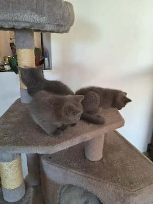 Pui British Shorthair Disponibili petru rezervare - imagine 4